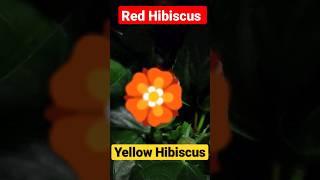 #Hibiscus Red or Yellow