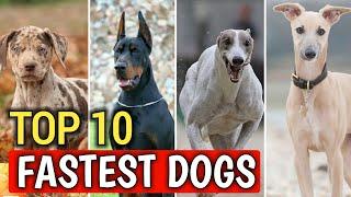 Top 10 Fastest Dog Breeds in the world 