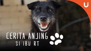 Cerita Anjing - Maple Si Anjing Shelter