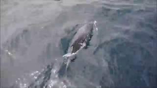 Dolphins in the Wild - seen near São Miguel, the Azores