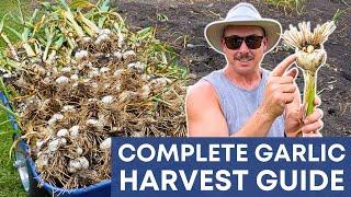 Harvesting Garlic: Signs, Tips, and Storage Guide