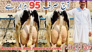 Baloch Dairy Farm | imported Cows | Heifers | And 50+ Milking Cows | Jani Best | 7 September 2024