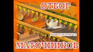 Вывод маток ч2. Отбор маточников. Раздача в отводки на одну рамку.
