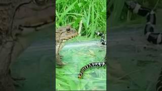 3 Deadly Frogs You Should NEVER Touch!