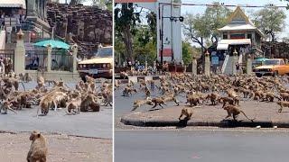 Hundreds Of Monkeys Fight Over Single Piece Of Food