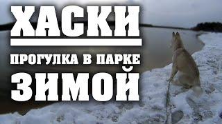 Выгул Собак и Первая Прогулка В Парке Зимой [HD] Щенок Хаски. Сибирский Хаски Лучшая Собака В Мире.