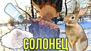 СОЛОНЕЦ ДЛЯ ЗАЙЦА | КАК ЗАСОЛИТЬ ДЕРЕВО?