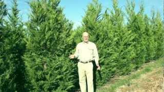 Leyland Cypress Evergreen Trees