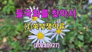 #들국화를 찾아서 (1)쑥부쟁이류 20220927