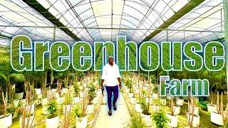 Greenhouse farm tour in Shanghai (China)  - Easy Trade Africa