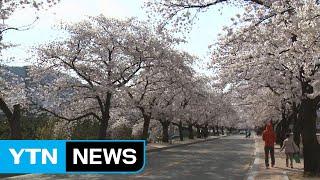 꽃샘추위에 늦춰진 벚꽃…정읍 벚꽃축제 연장 (영상) / YTN