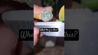 How to Grow Plants Sideways | How to stop vertical growth of Bamboo