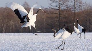 Japan's Cranes