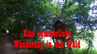 Grünes Band - Eine sommerliche Wanderung in den Wald