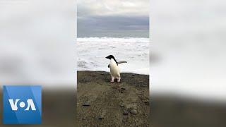 Antarctic Penguin Washes Upon New Zealand Shore