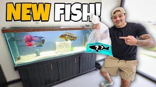 Buying EXOTIC FiSH for 135G HQ AQUARIUM!!