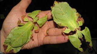 The many variations of Leaf Insects  #shorts #shortsvideo #leafinsect #mimicry