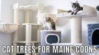 Cat Trees for Maine Coons | 5 Things to Look for