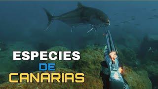  PESCA SUBMARINA - ESPECIES DE CANARIAS | Consejos e Información 