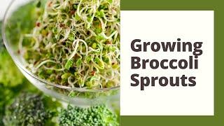 Growing Broccoli Sprouts