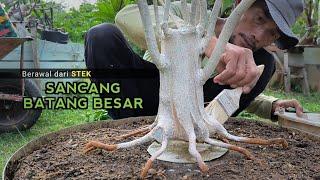 Sancang Root Program Large Stems Results from Cuttings