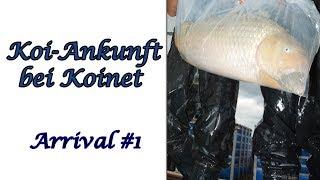 Koi-Ankunft bei Koinet | Arrival  #1