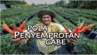 PENYEMPROTAN TANAMAN CABE