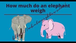 How much do an elephant weigh