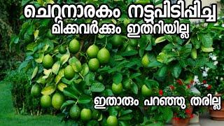 നാരകം നട്ടു പിടിപ്പിച്ച എത്രപേർക്ക് ഈ കാര്യങ്ങൾ അറിയാം?|cherunarakam|lemon plant|fruit plant malayal