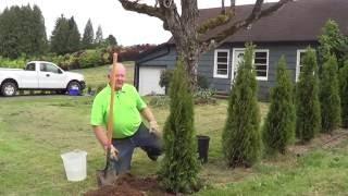 How to Plant a Conifer