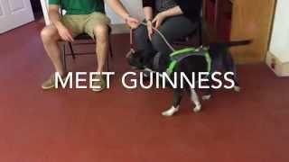 Fear aggressive dog. Guinness 1 week transformation. Top Dog Professional Training