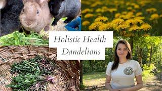 Dandelion Medicinal Qualities & How to Make Dandelion Tea