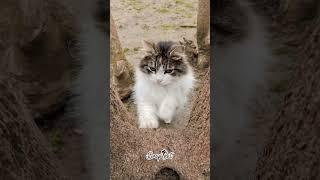 #shorts #SnapCat #catonaleash #catlovers #catsmoves #catsofyoutube #cat #catshorts #catvideos #cats