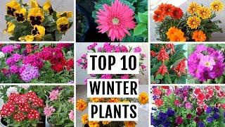 TOP 10 Winter Flowering Plants for Beginner Gardeners