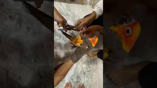 Birds leg ring  mini vlogs with birds #birds  #birdslover #shortvideo #sunconure  #minivlog