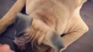 Little But Fierce   Teeny Tiny Boxer Puppy Insists On Playing With The Big Dogs