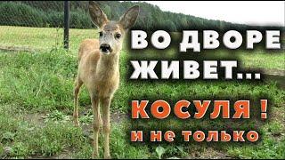 Обзор хозяйства в Красновке