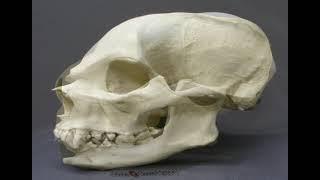 Human skull to canine skull morph test.