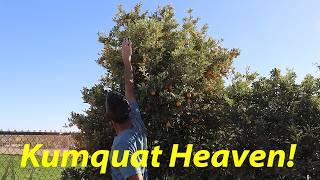 Kumquats - Funny Name, Little Tree, Big Flavor! | Skinny Kumquat Martini