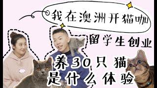 我在澳洲撸猫——留学生创业在墨尔本开猫咖是种什么体验（30只猫咪）