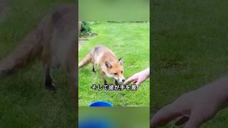 男性が物干し紐に足を引っかけたキツネを救助