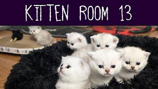 Kitten Room 13: Night 63 - Raising a Family of Kittens