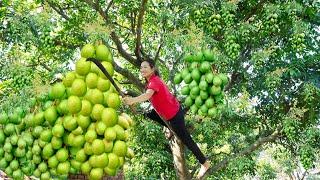 Harvesting Ambarella Fruit Goes to the market sell - Animal care | Phuong - Harvesting