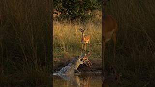 새끼 임팔라의 운명은? #임팔라 #모성애 #야생 What is the fate of the baby impala? #Impala #Motherhood #Wildlife