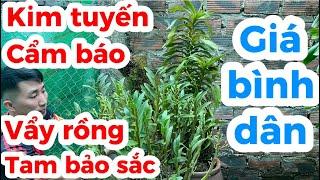 3/3 E TRƯỜNG BÁN LAN RỪNG CÁC LOẠI. GIÁ RẺ . Lh 0965224337 || PHONG LAN RỪNG