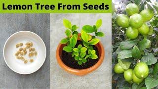 How to grow lemon tree from seeds at home - with 100% success