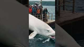 Giant Sea Monsters Beluga Whale ! #GiantSeaCreatures #FishingDiscoveries #OceanMysteries #shorts