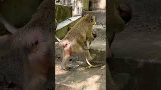 #Animakey #mom&baby#lovelymonkey#babysocute#viral#animals#youtube#shorts#like#Subscribe#