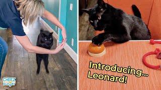 Meet Leonard, A Rescue Cat With Some Amazing Skills