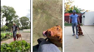 Train your Vizsla  ||  Vizsla training best  videos 2022 #4 #vizsla #vizslas